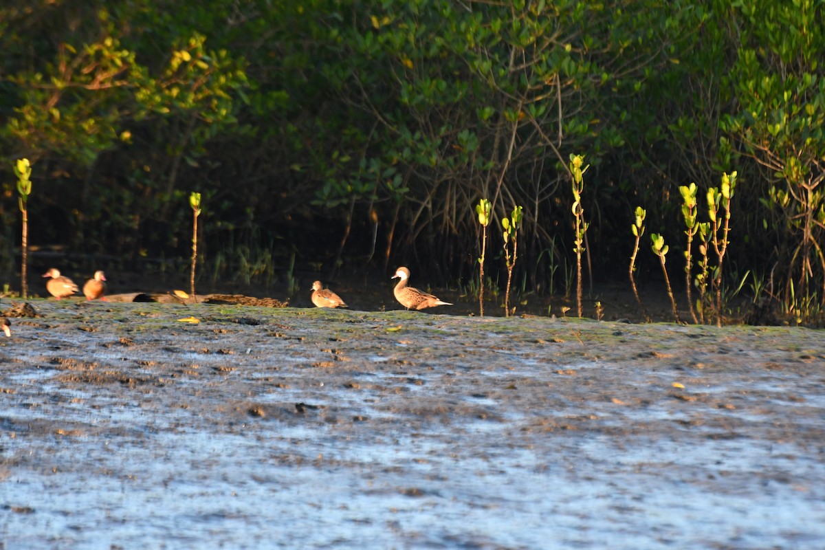 White-cheeked Pintail - ML639606901