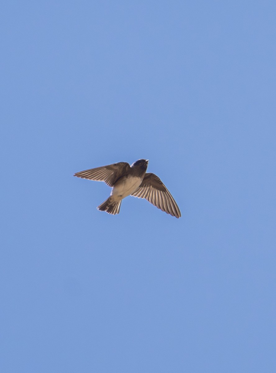 Cliff Swallow - ML639606903