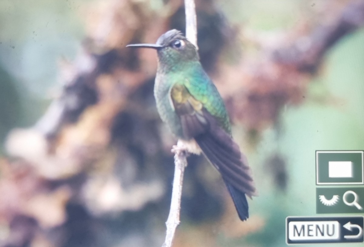 Buff-thighed Puffleg - ML639606914