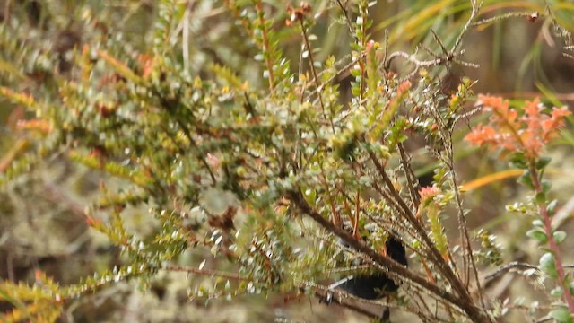 Yellow-scarfed Tanager - ML639606923