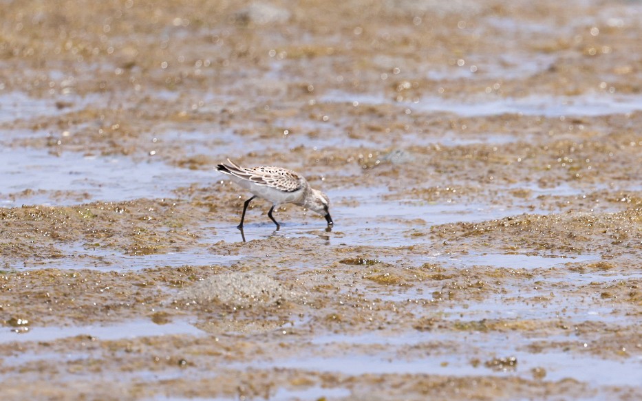 Semipalmated Sandpiper - ML639606926