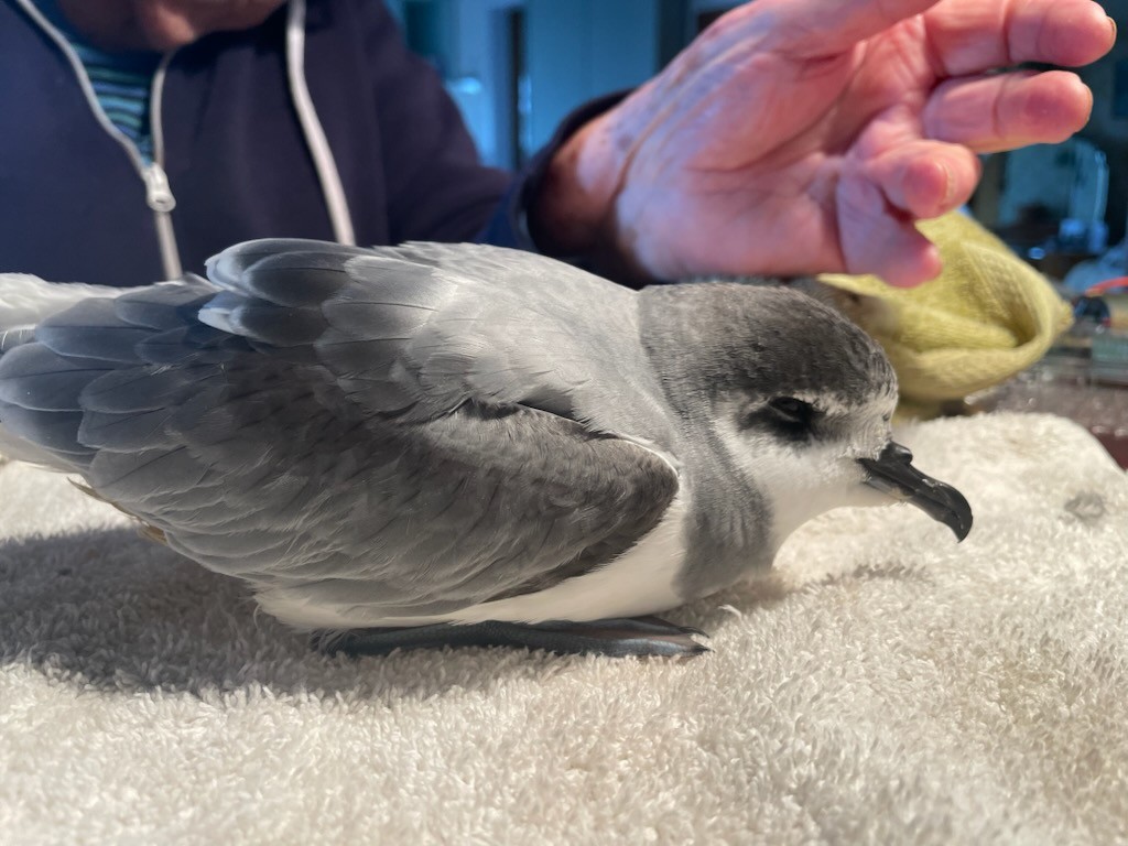 Blue Petrel - ML639607114