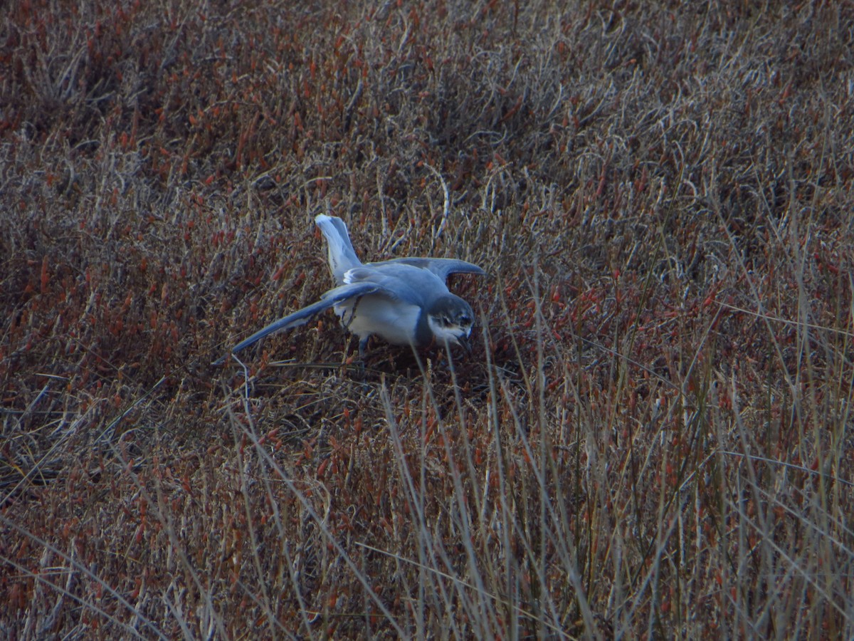 Blue Petrel - ML639607117