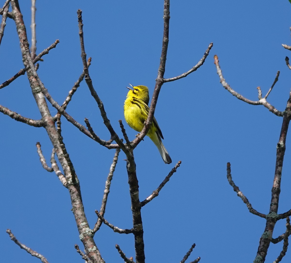 Prairie Warbler - ML639607220