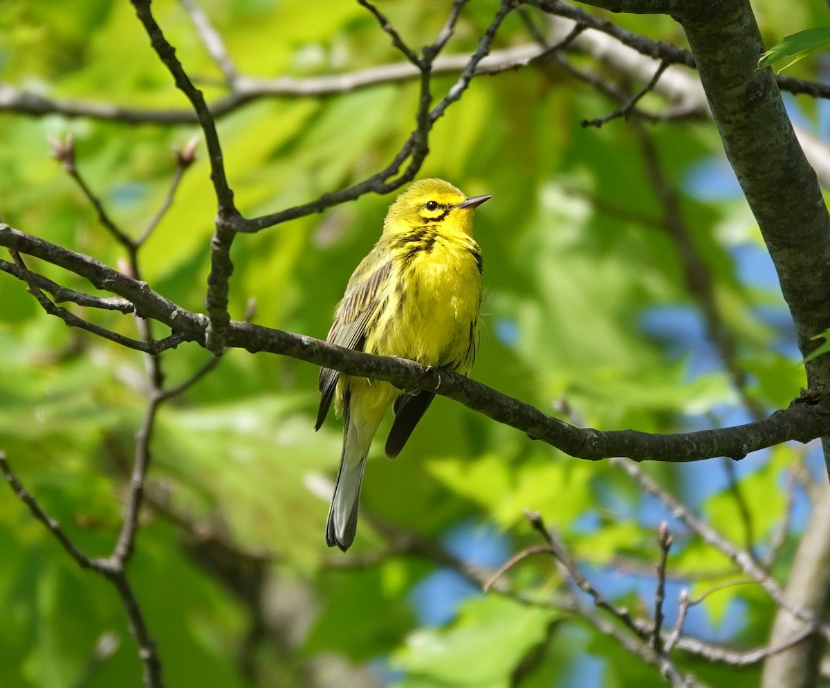Prairie Warbler - ML639607231