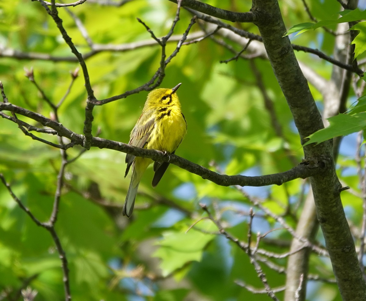 Prairie Warbler - ML639607240