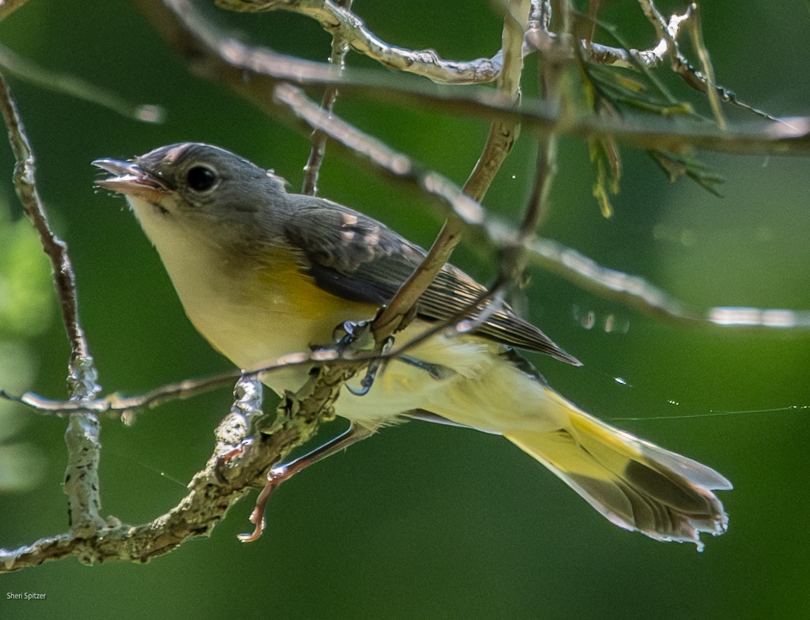 American Redstart - ML639607245