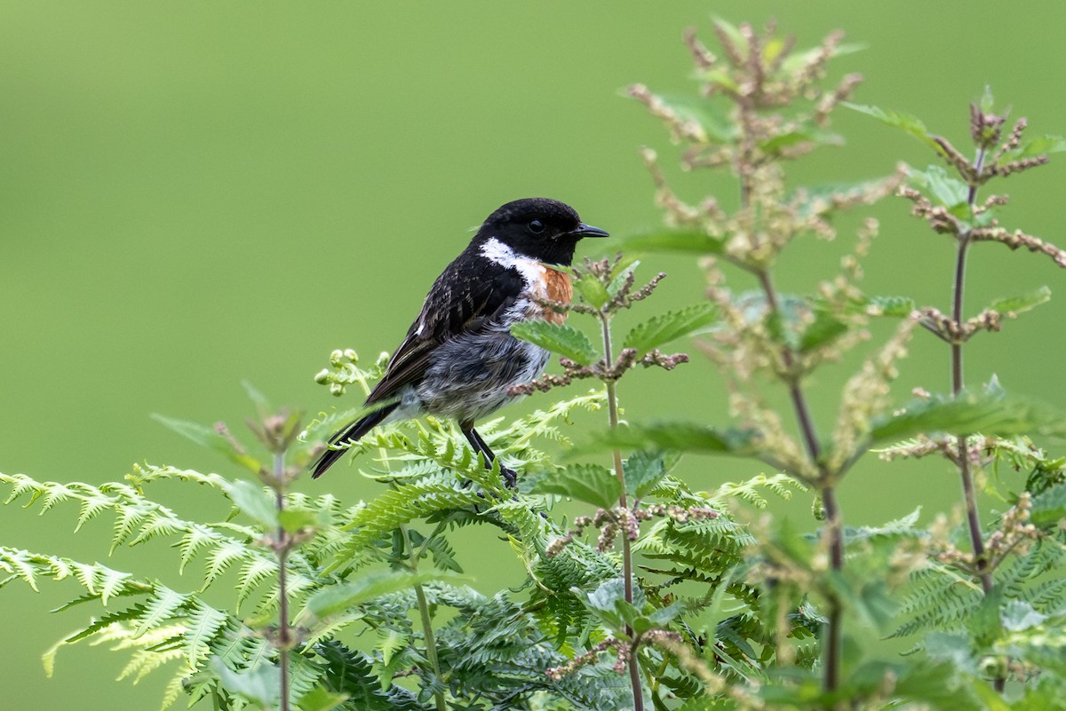 European Stonechat - ML639607310