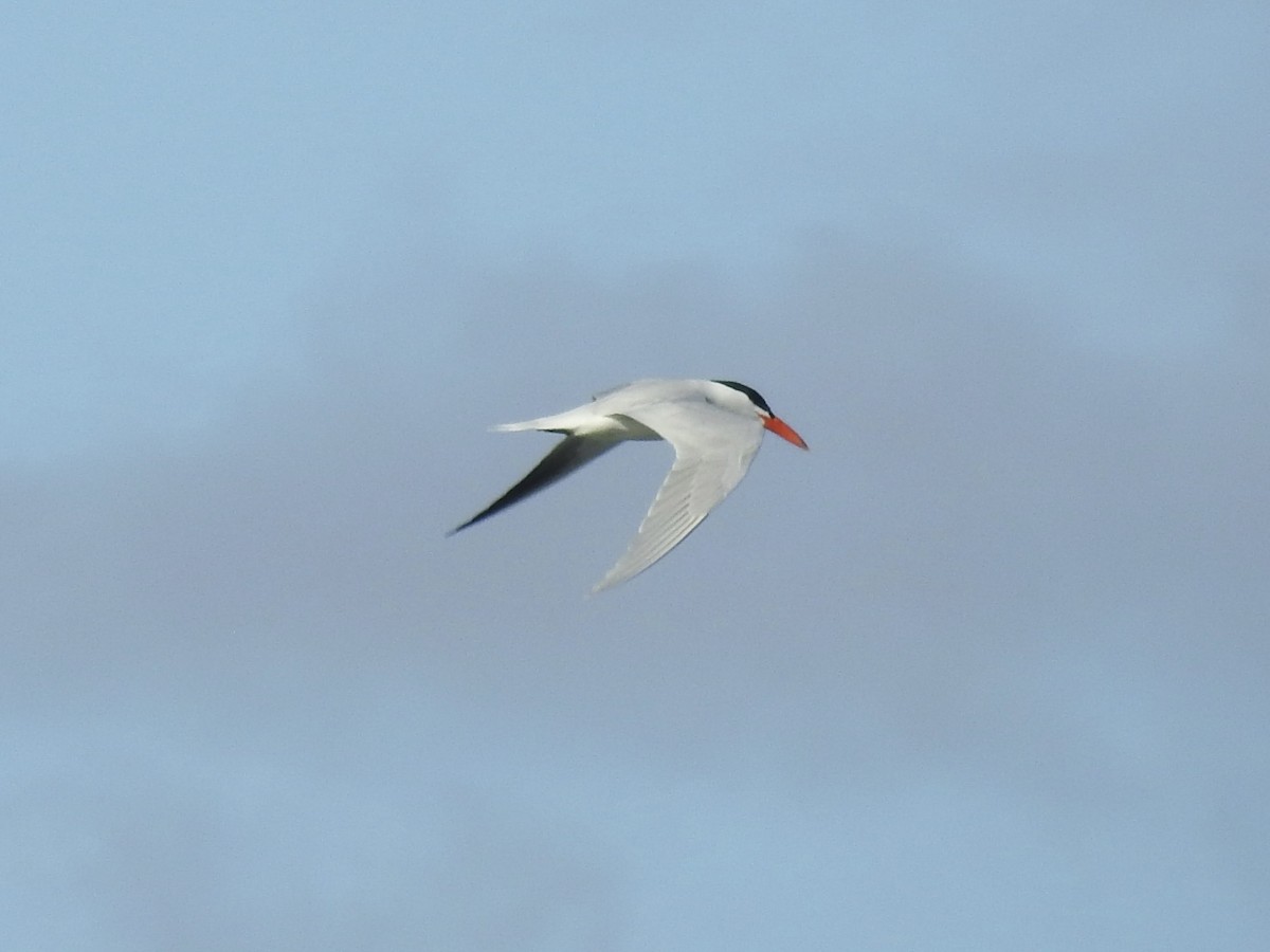 rybák velkozobý - ML639607401