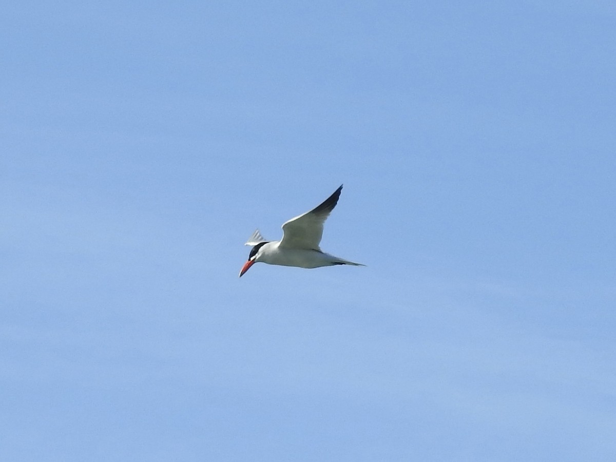 rybák velkozobý - ML639607402