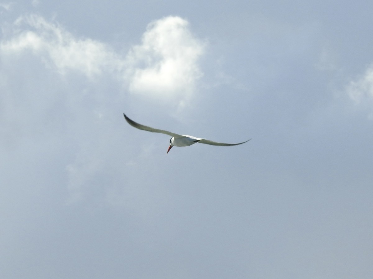 rybák velkozobý - ML639607403