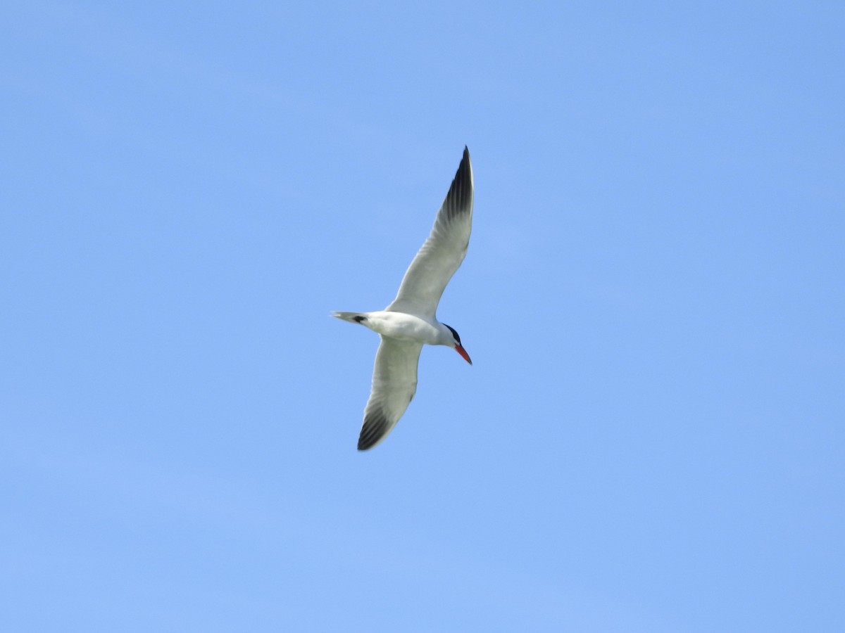 rybák velkozobý - ML639607404