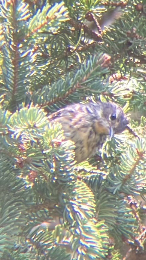 Yellow-rumped Warbler (Myrtle) - ML639607410