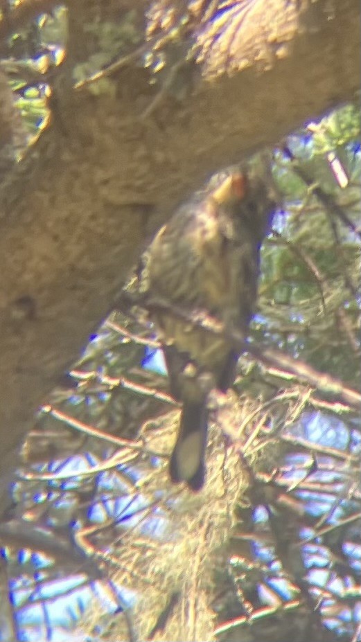 Yellow-rumped Warbler (Myrtle) - ML639607411
