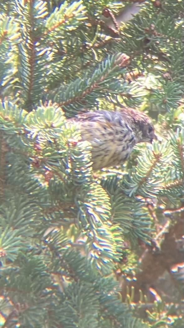 Yellow-rumped Warbler (Myrtle) - ML639607412