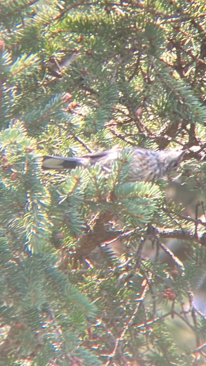 Yellow-rumped Warbler (Myrtle) - ML639607413
