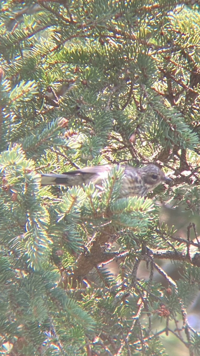Yellow-rumped Warbler (Myrtle) - ML639607415