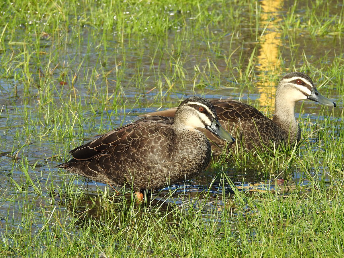 kachna pruhohlavá - ML639607421