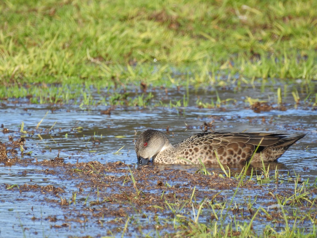 čírka bělohrdlá - ML639607438