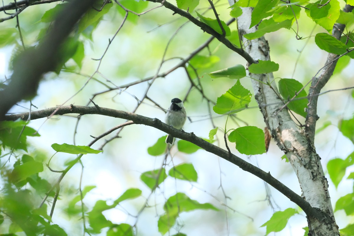 Black-capped Chickadee - ML639607520