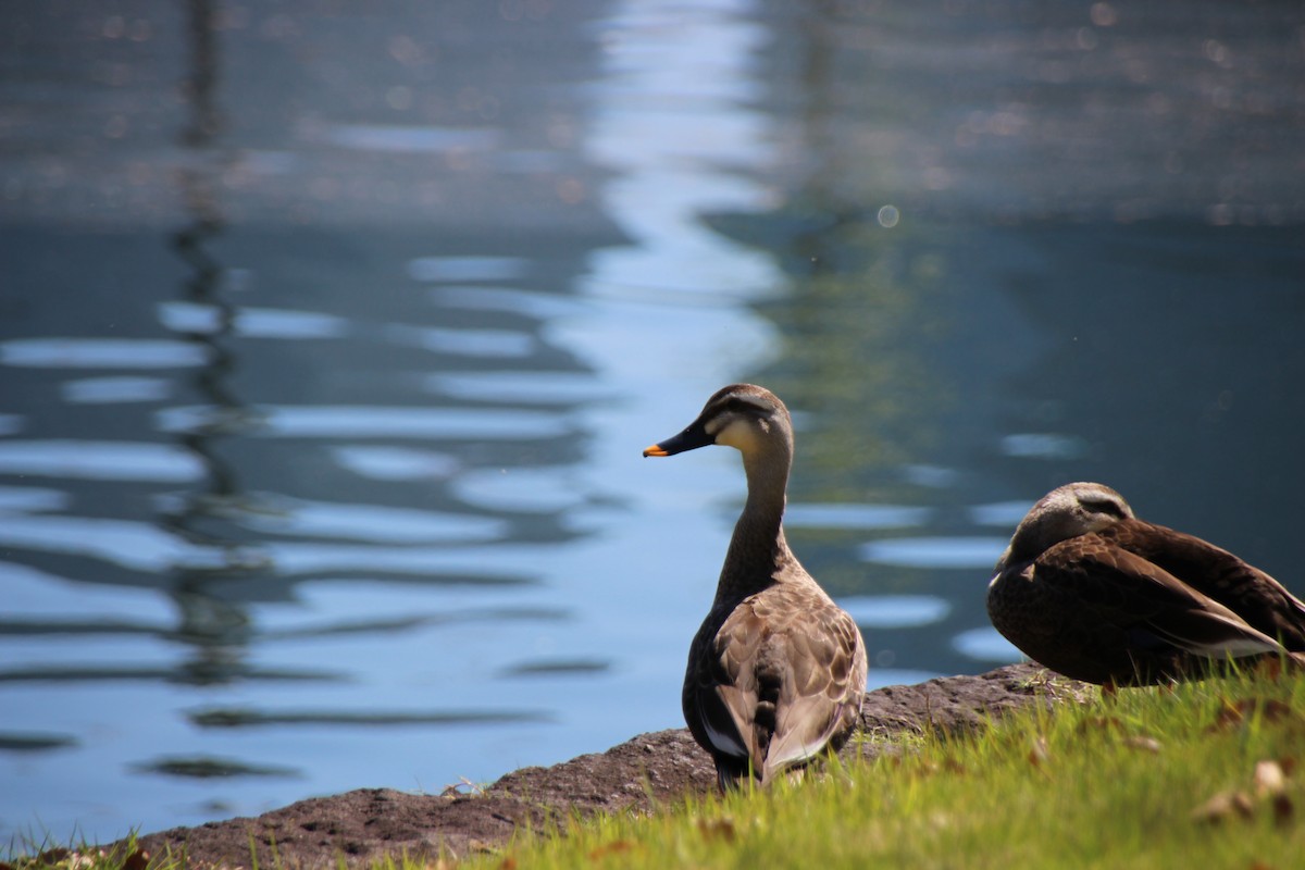 カルガモ - ML639607557