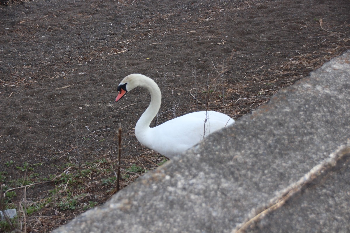 コブハクチョウ - ML639607570