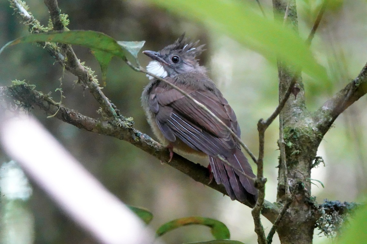 Penan Bulbul - ML639607572