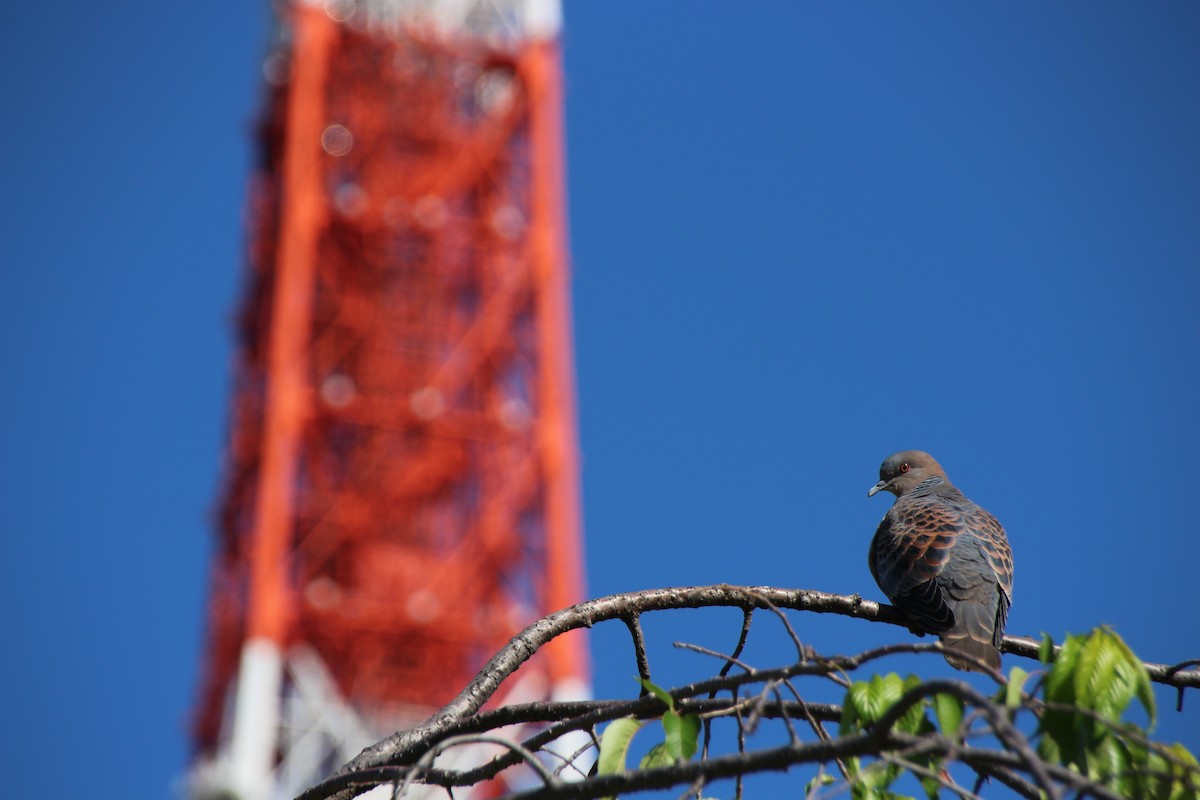 キジバト - ML639607582