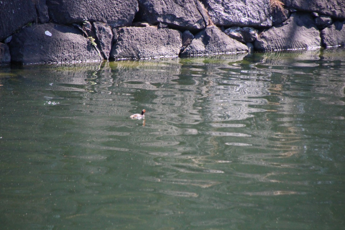 カイツブリ - ML639607598