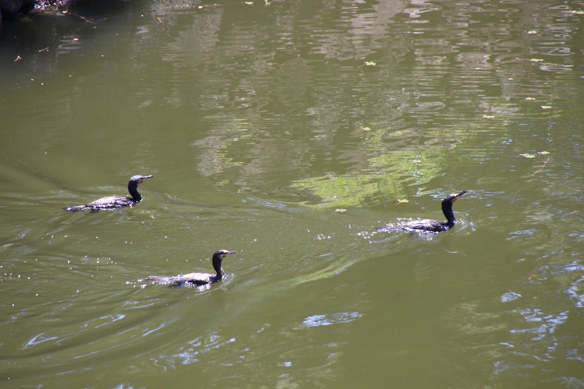 カワウ - ML639607633