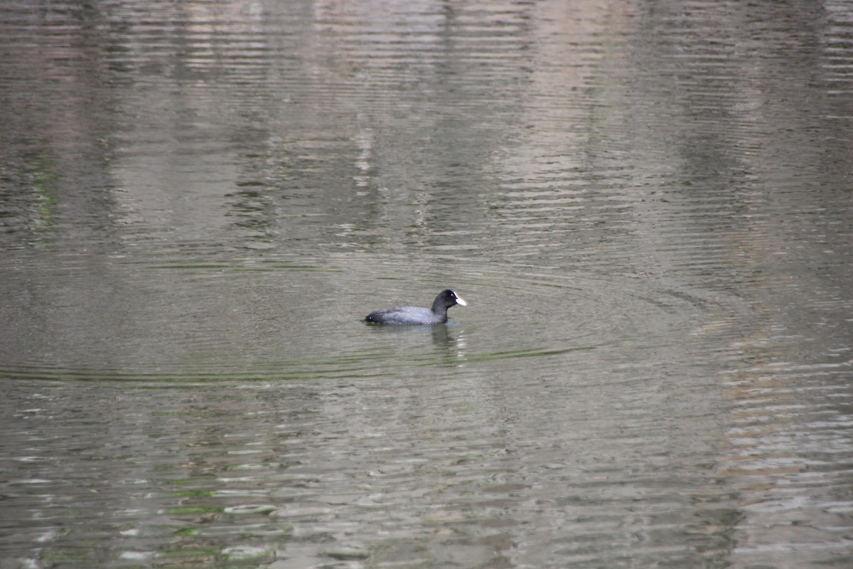 オオバン - ML639607640