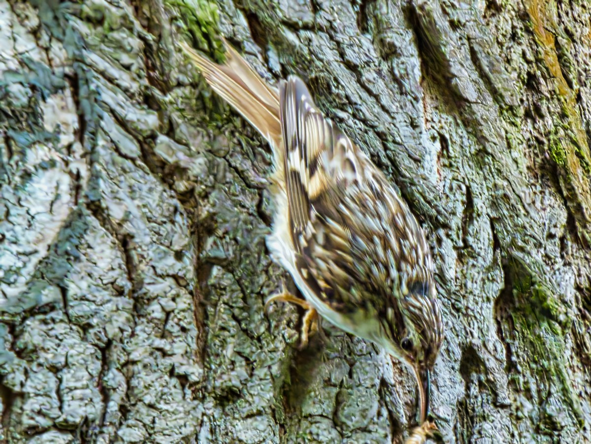 Short-toed Treecreeper - ML639607653