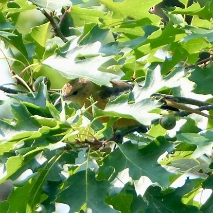 Baltimore Oriole - ML639607700