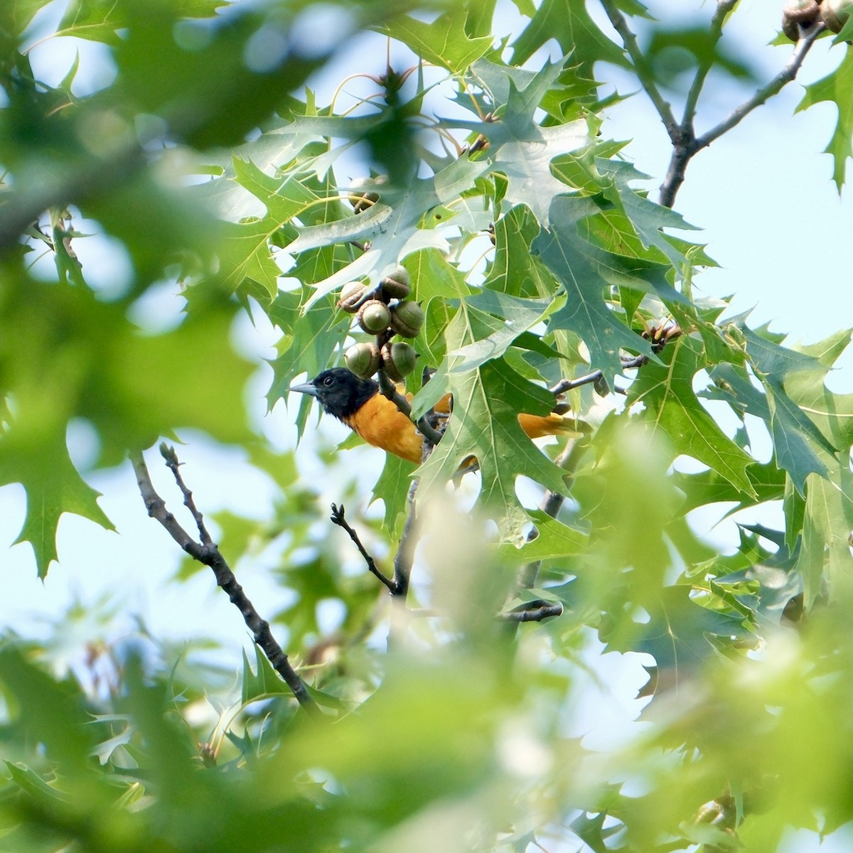 Baltimore Oriole - ML639607701