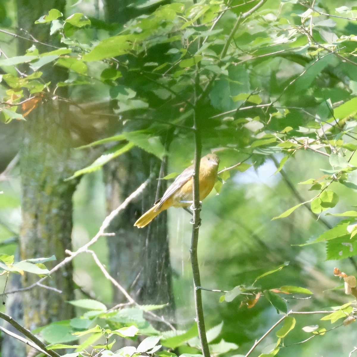 Baltimore Oriole - ML639607702