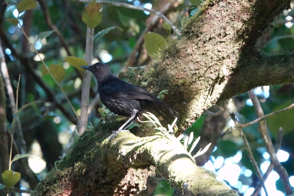Bornean Whistling-Thrush - ML639607719