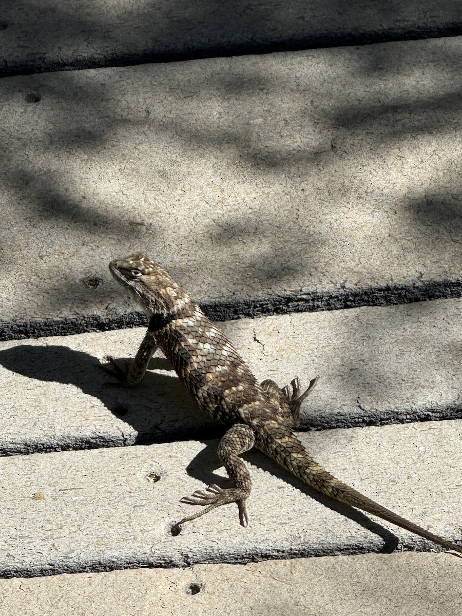 Animals - ML639607755