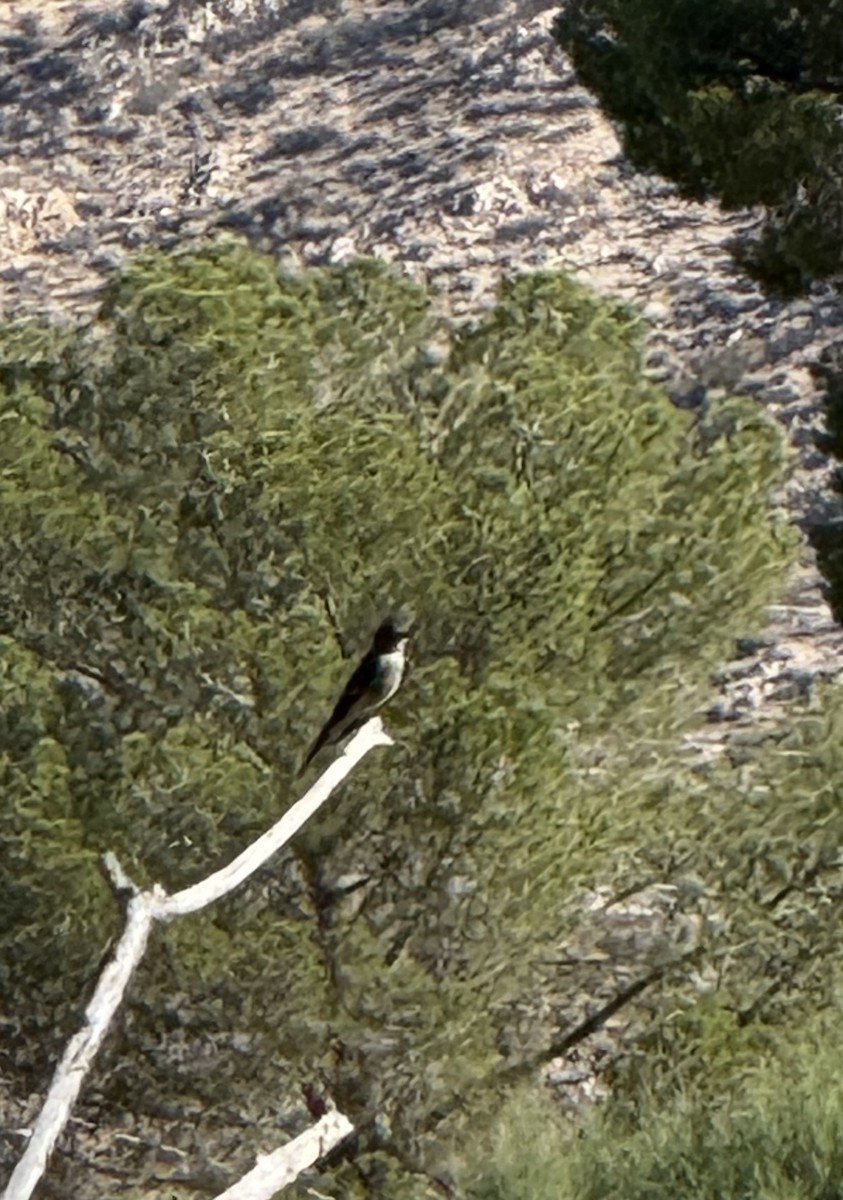 Western Wood-Pewee - ML639607765