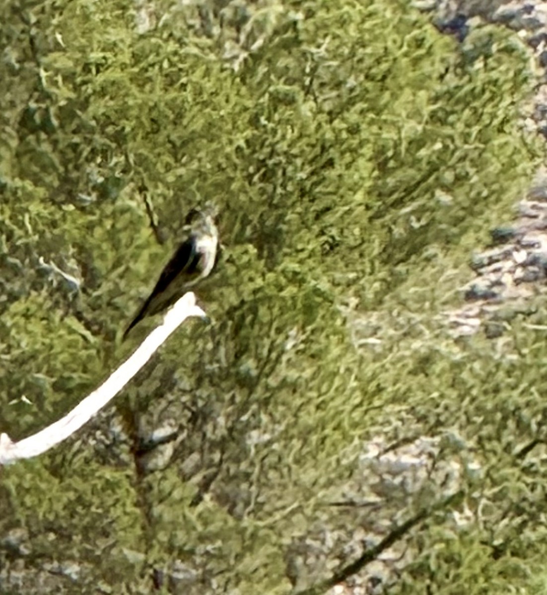 Western Wood-Pewee - ML639607770