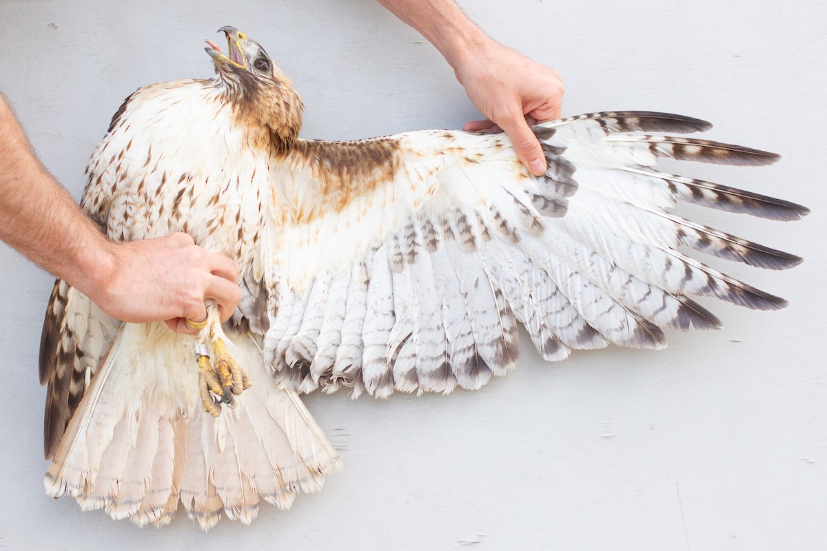 Red-tailed Hawk - ML639607810