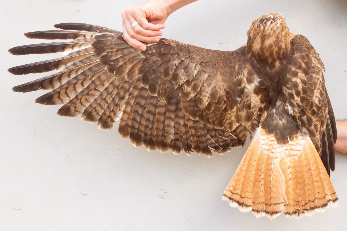 Red-tailed Hawk - ML639607811