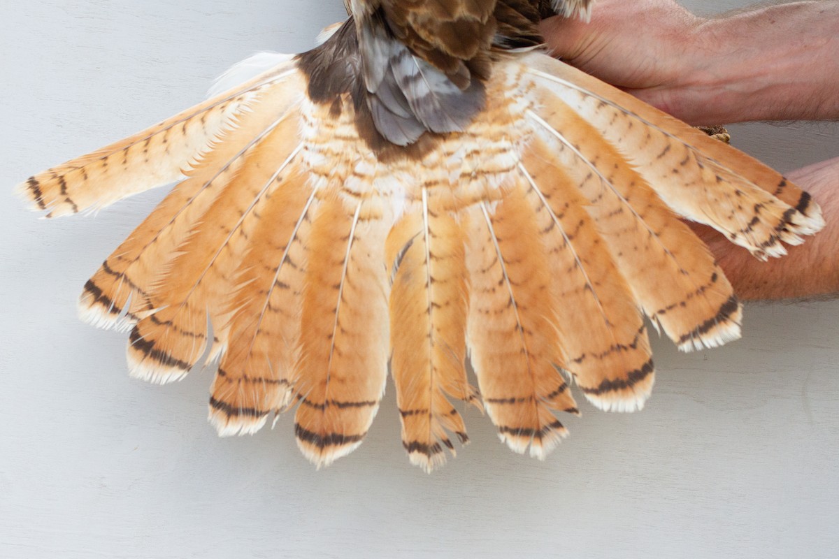 Red-tailed Hawk - ML639607812