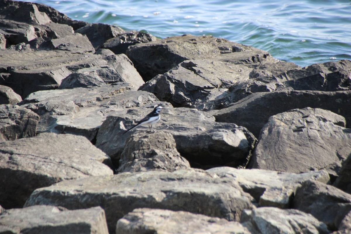 Japanese Wagtail - ML639607813