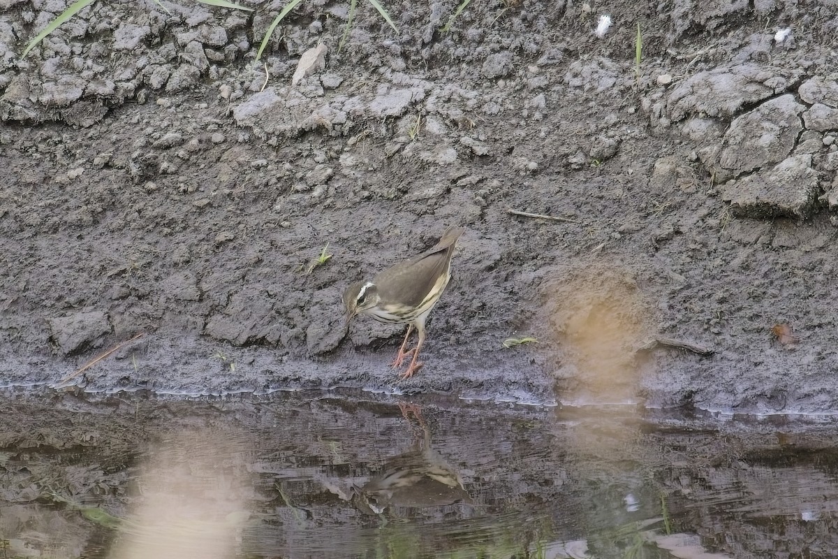 Louisiana Waterthrush - ML639607856