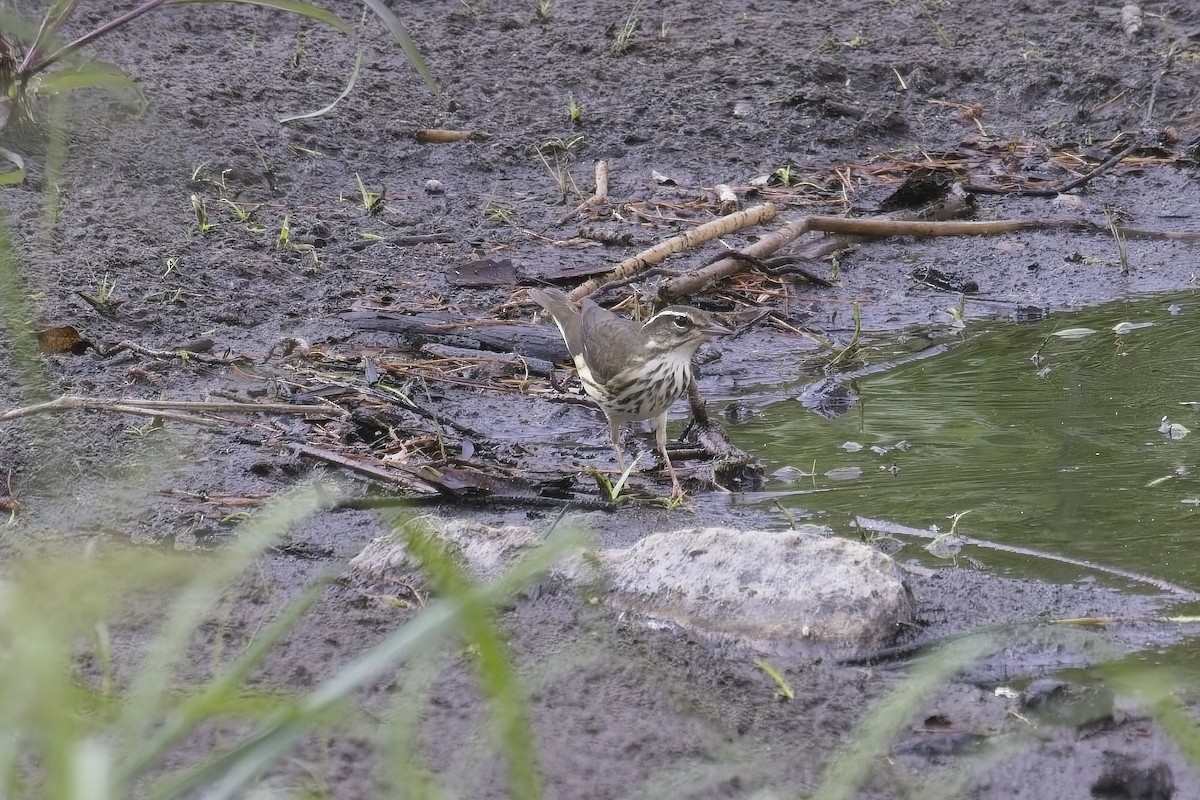 Louisiana Waterthrush - ML639607859
