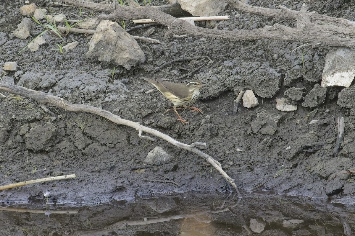 Louisiana Waterthrush - ML639607860