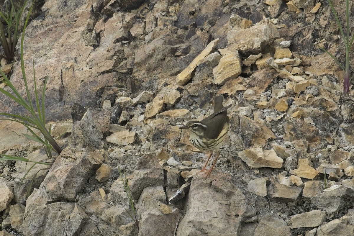 Louisiana Waterthrush - ML639607861