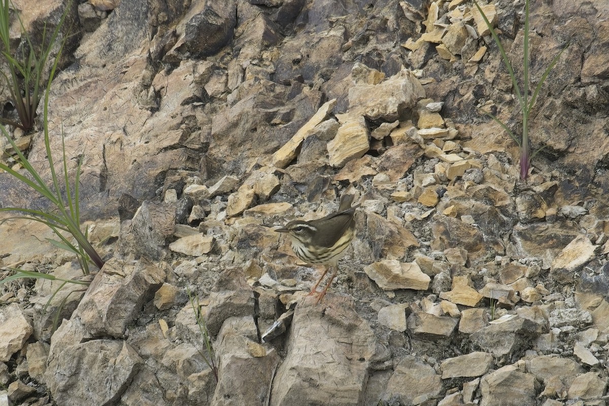 Louisiana Waterthrush - ML639607862