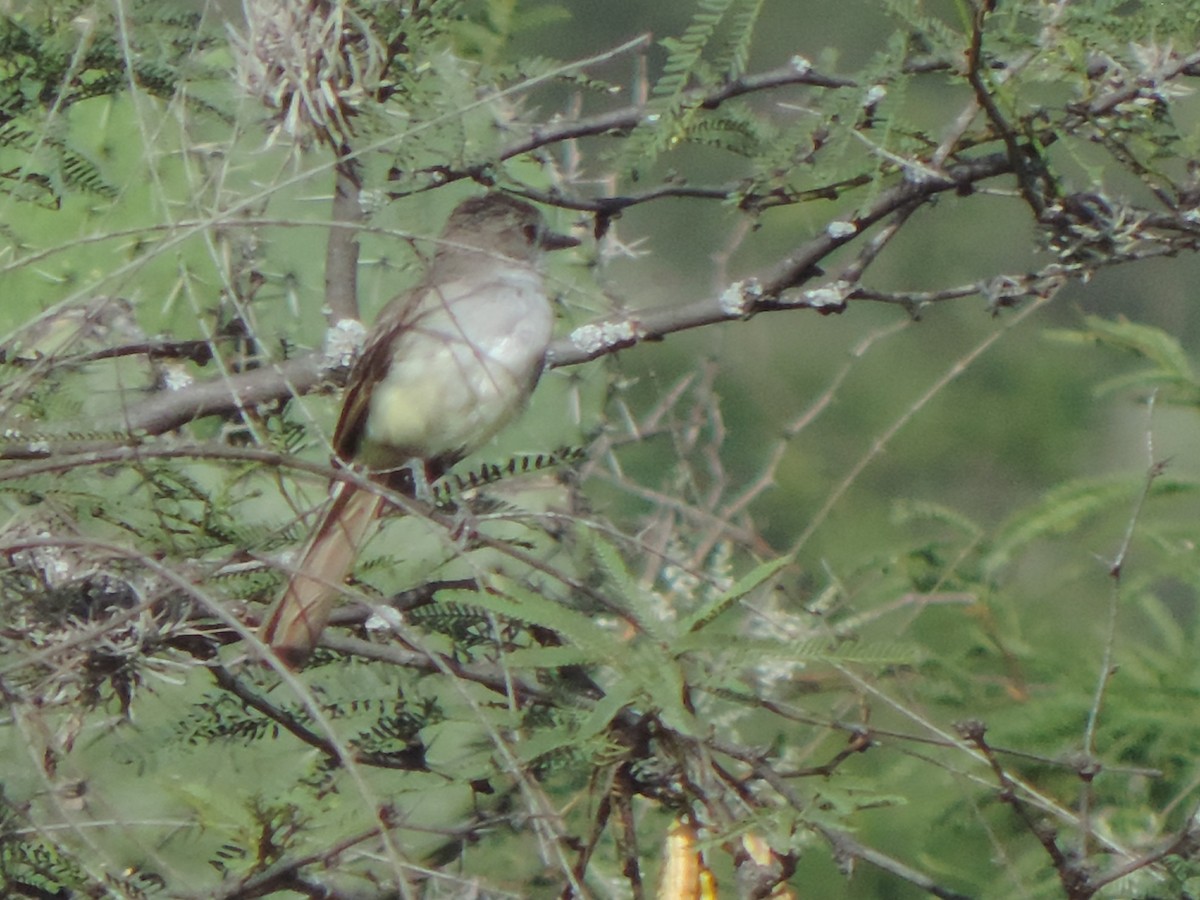 Ash-throated Flycatcher - ML639608028