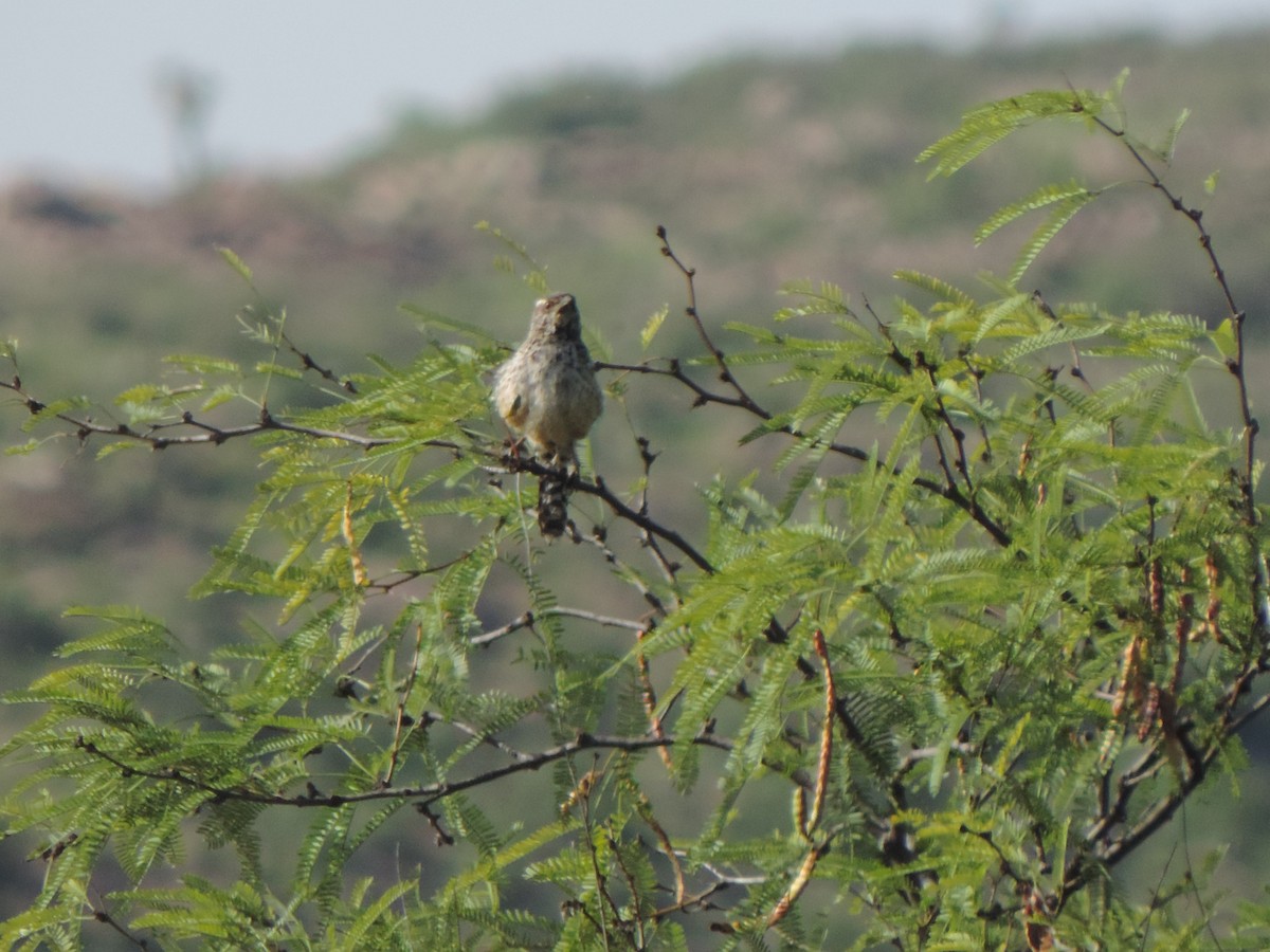 Cactus Wren - ML639608059